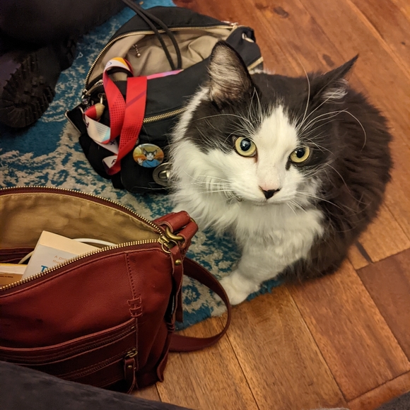 The cutest kitty in New York! - Picture 1 of 1